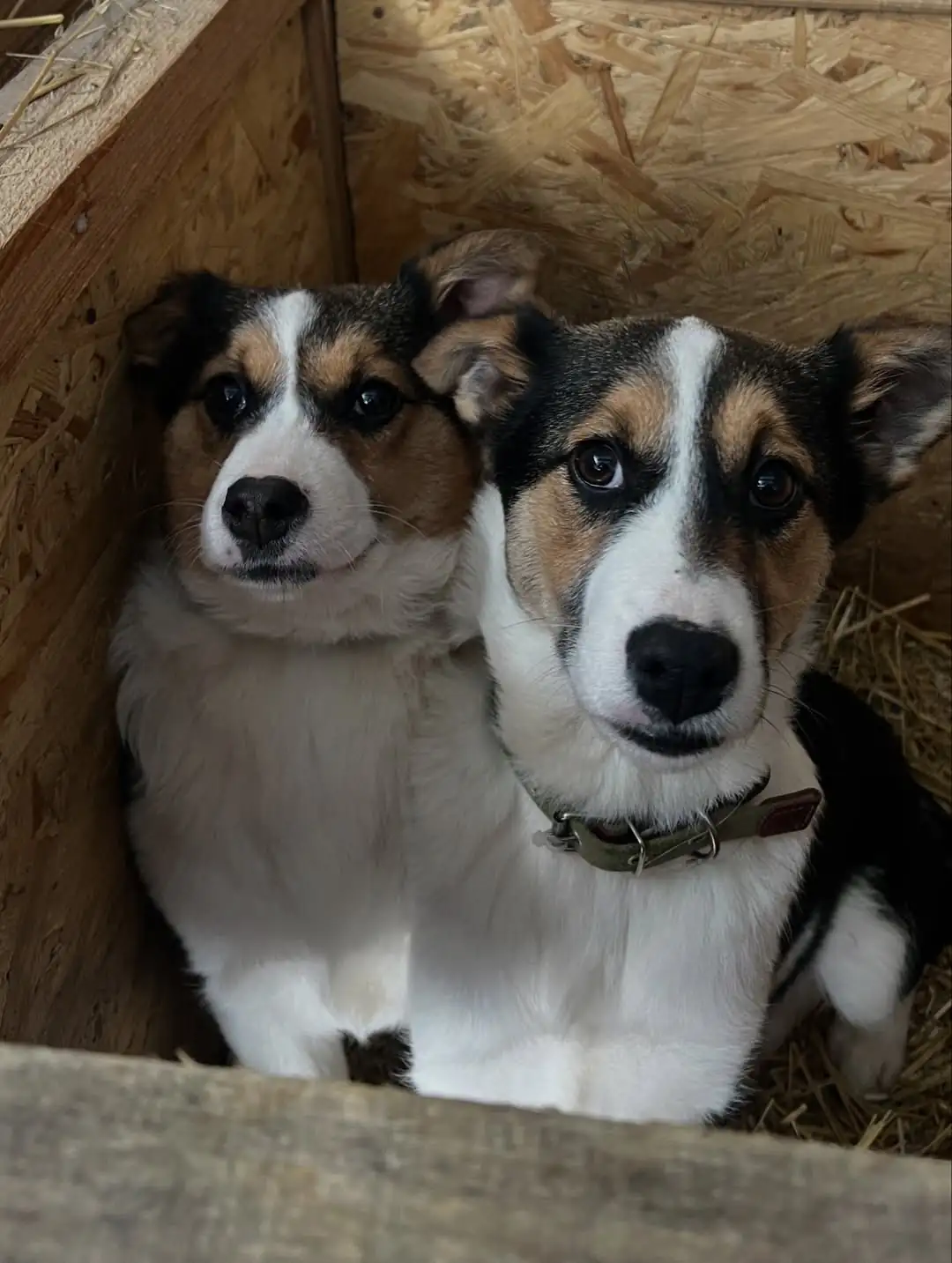 У Сумах шукають дім дві собаки