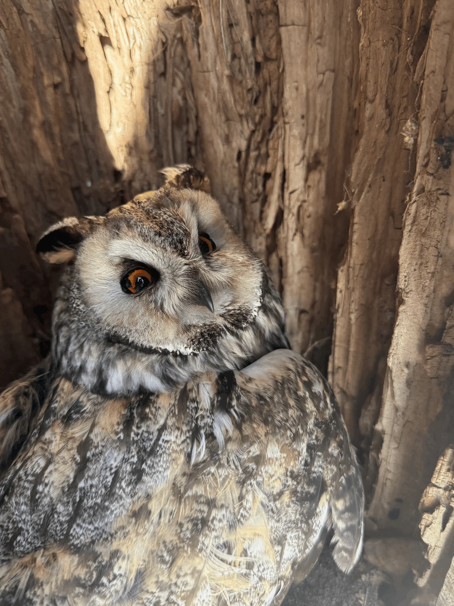 IMG 2596 сова дивиться великими очима