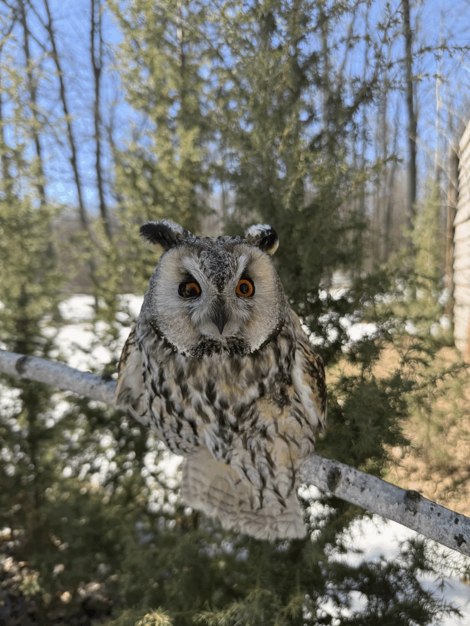 IMG 2655 сова сидить на гілці в лісництві