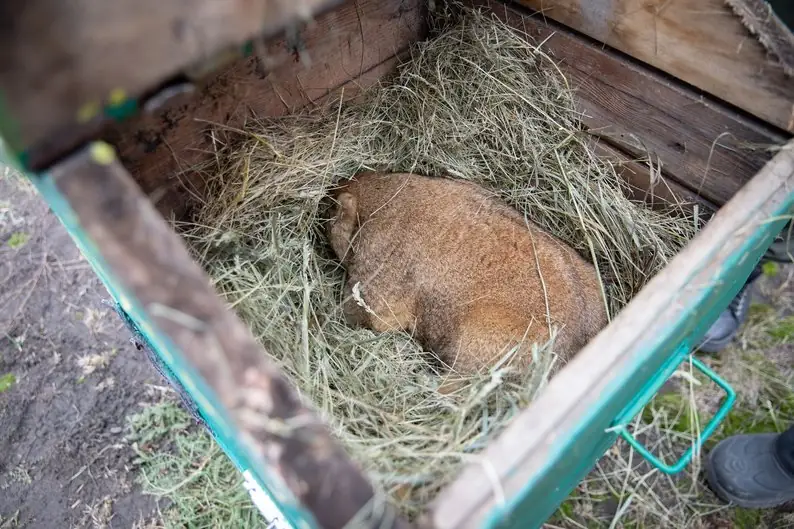 babak tymko spyt бабак спить