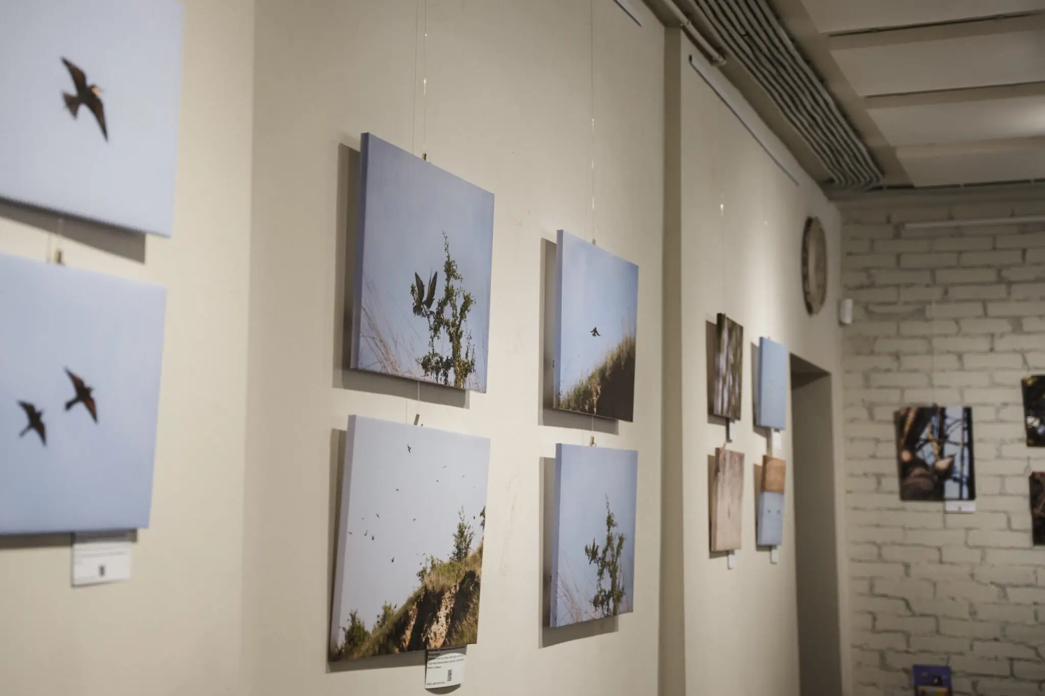 Бджолоїдки на фото Ірини Варламової