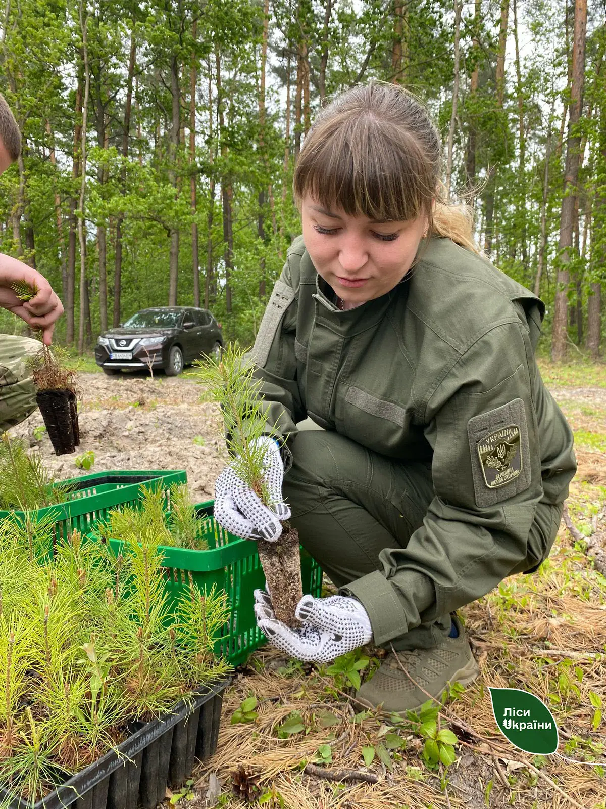 дівчина садить сосну в лісі