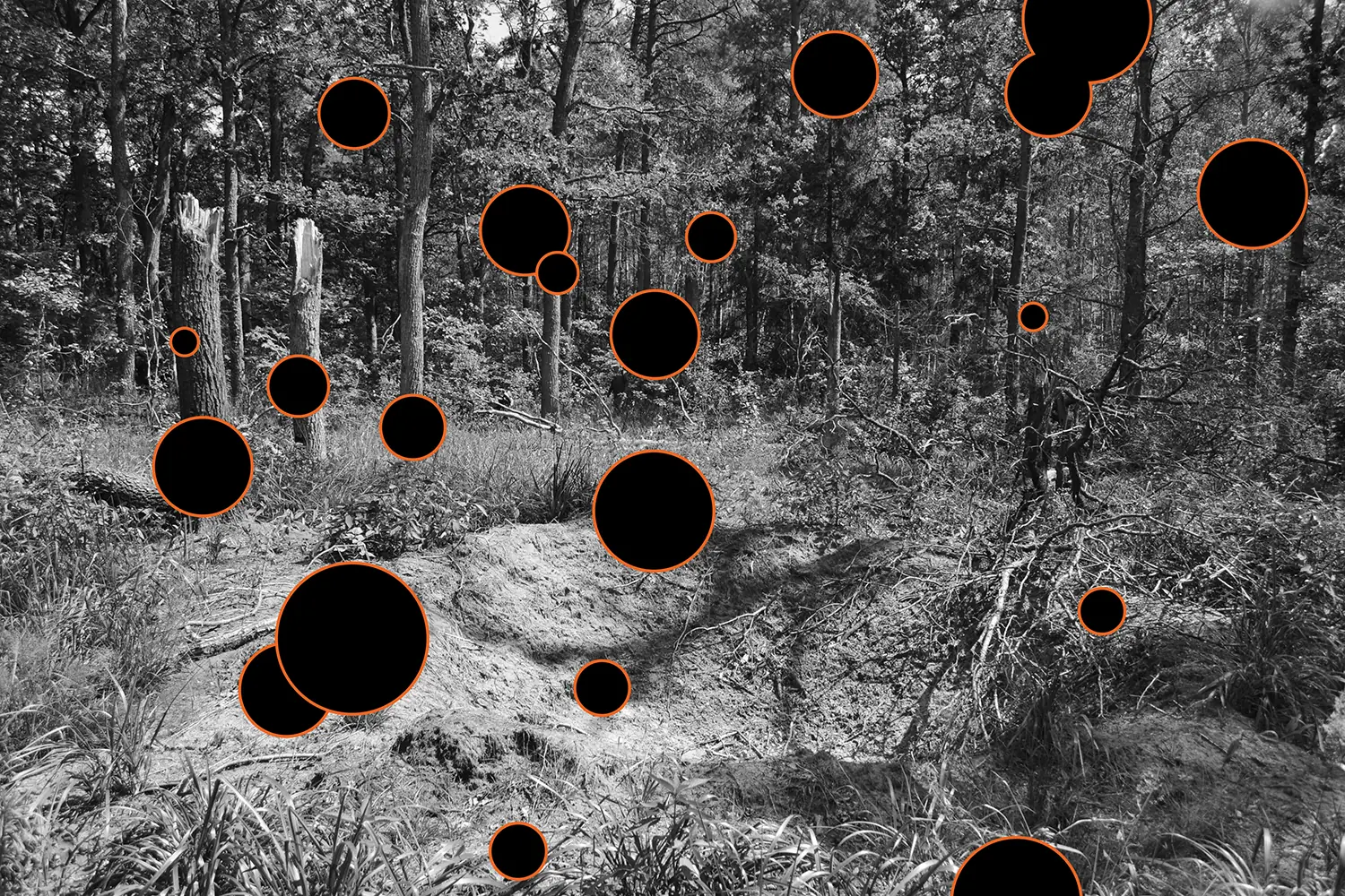 Фото Руслани Ключко лісові пожежі