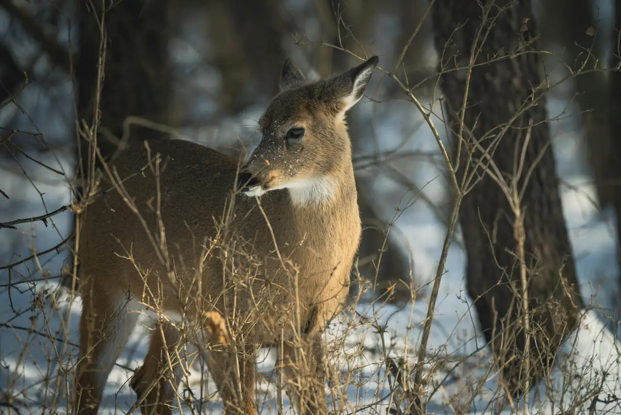 Врятована косуля на Сумщині