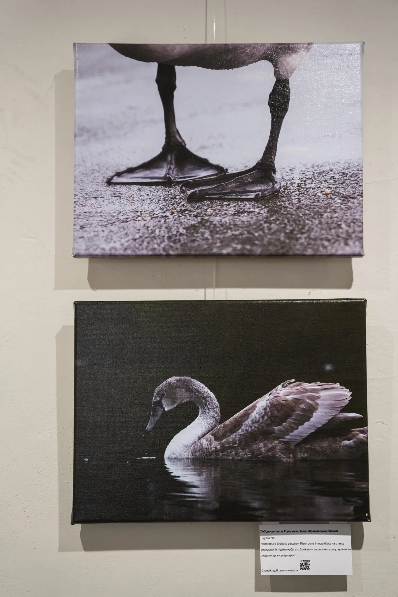 Лебідь-шипун на виставці птахів Ірини Варламової