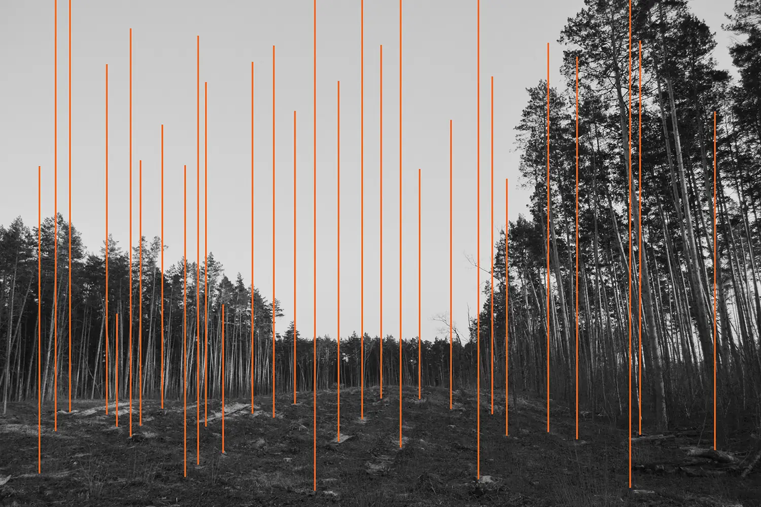 Ліс без дерев на фото Руслани Ключко