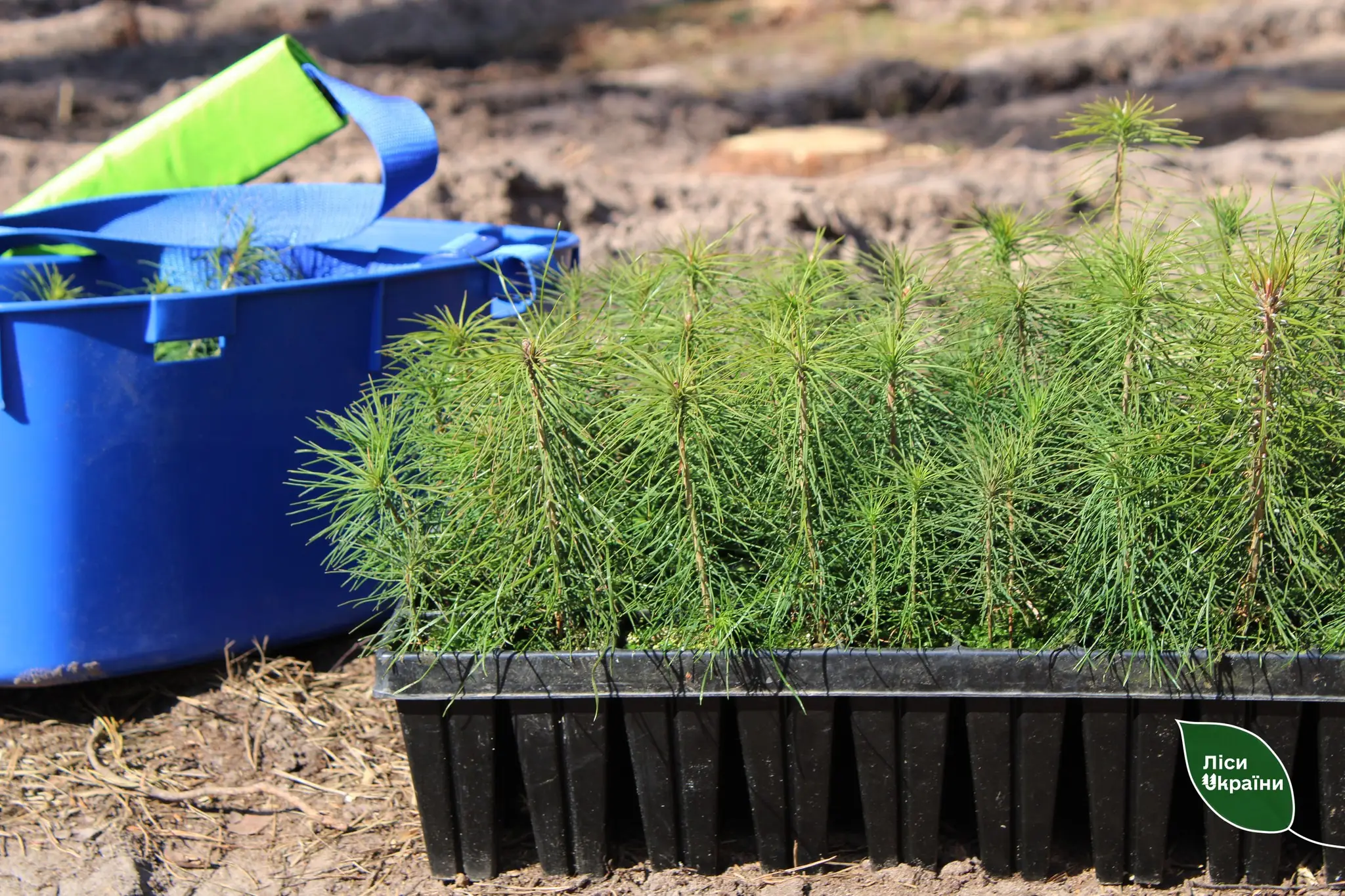 Ліс на Сумщині