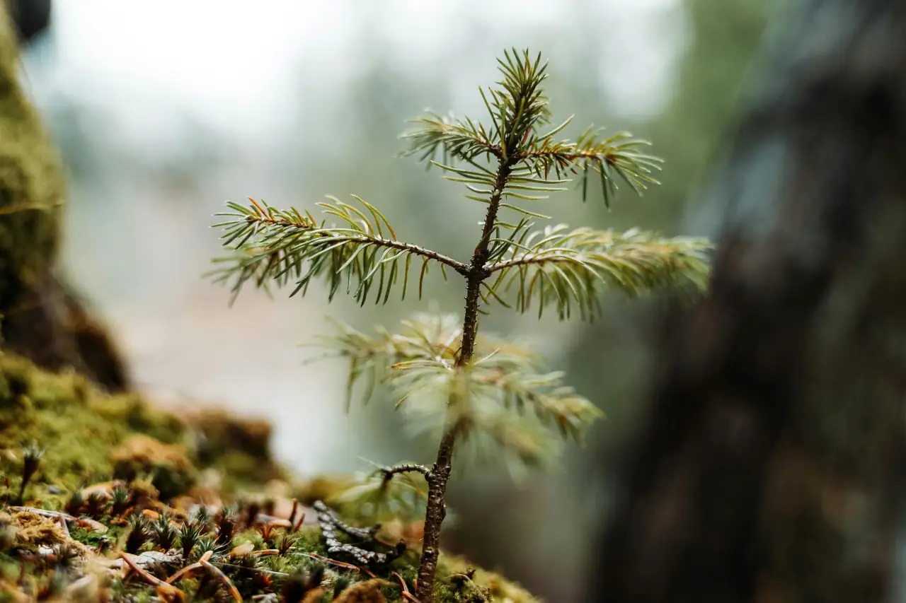 новий ліс на Сумщині