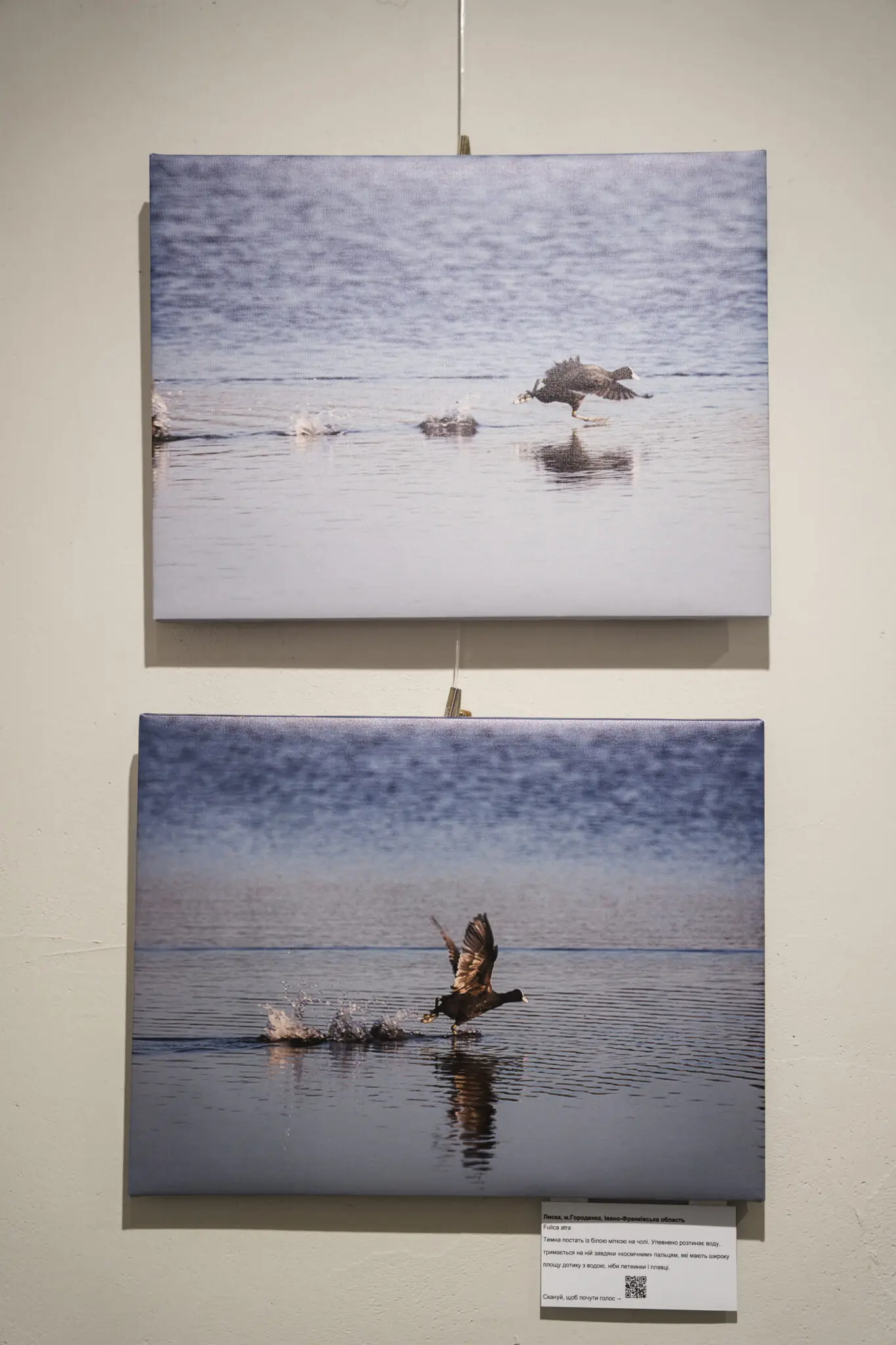 Лиска фотовиставка Ірини Варламової