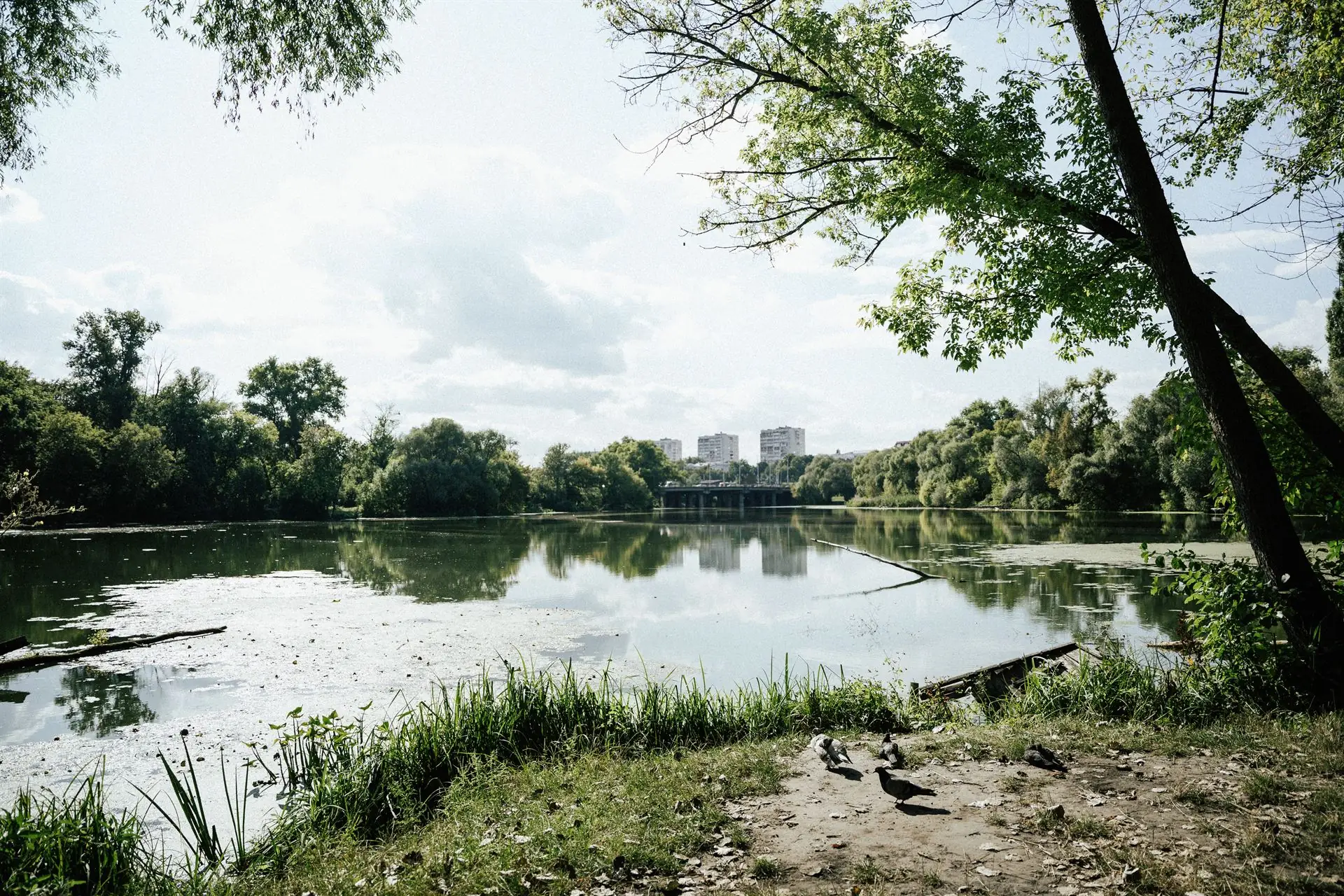 richka psel u sumakh