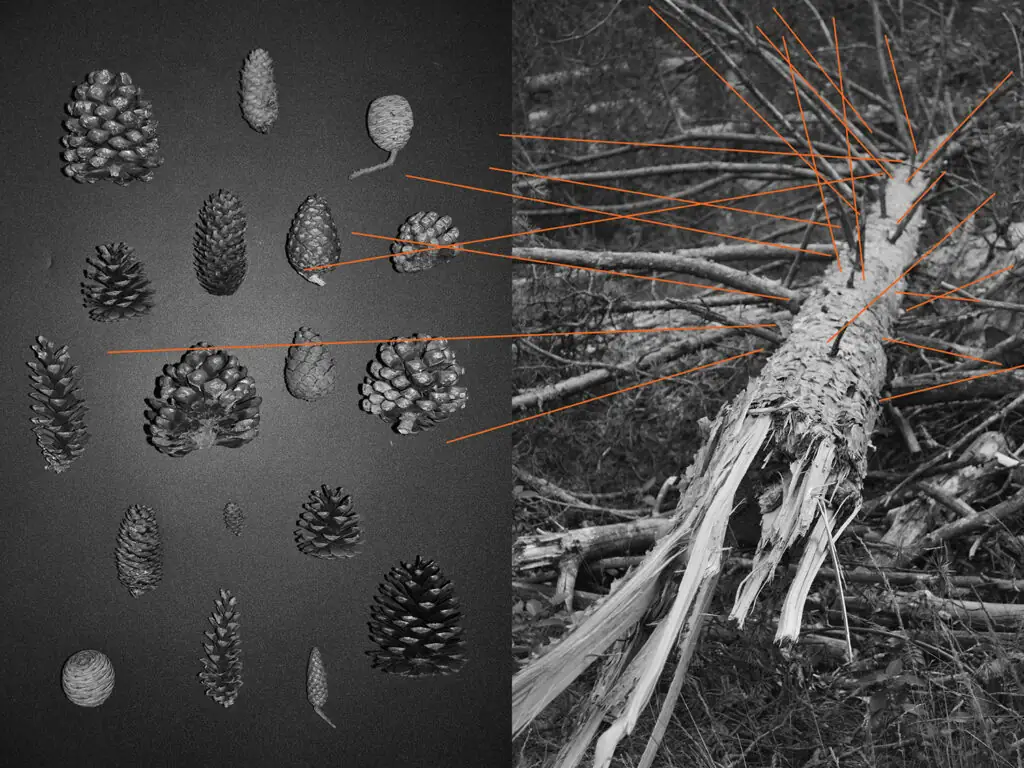 Шишки й дерево, що впало, на фото Руслани Ключко