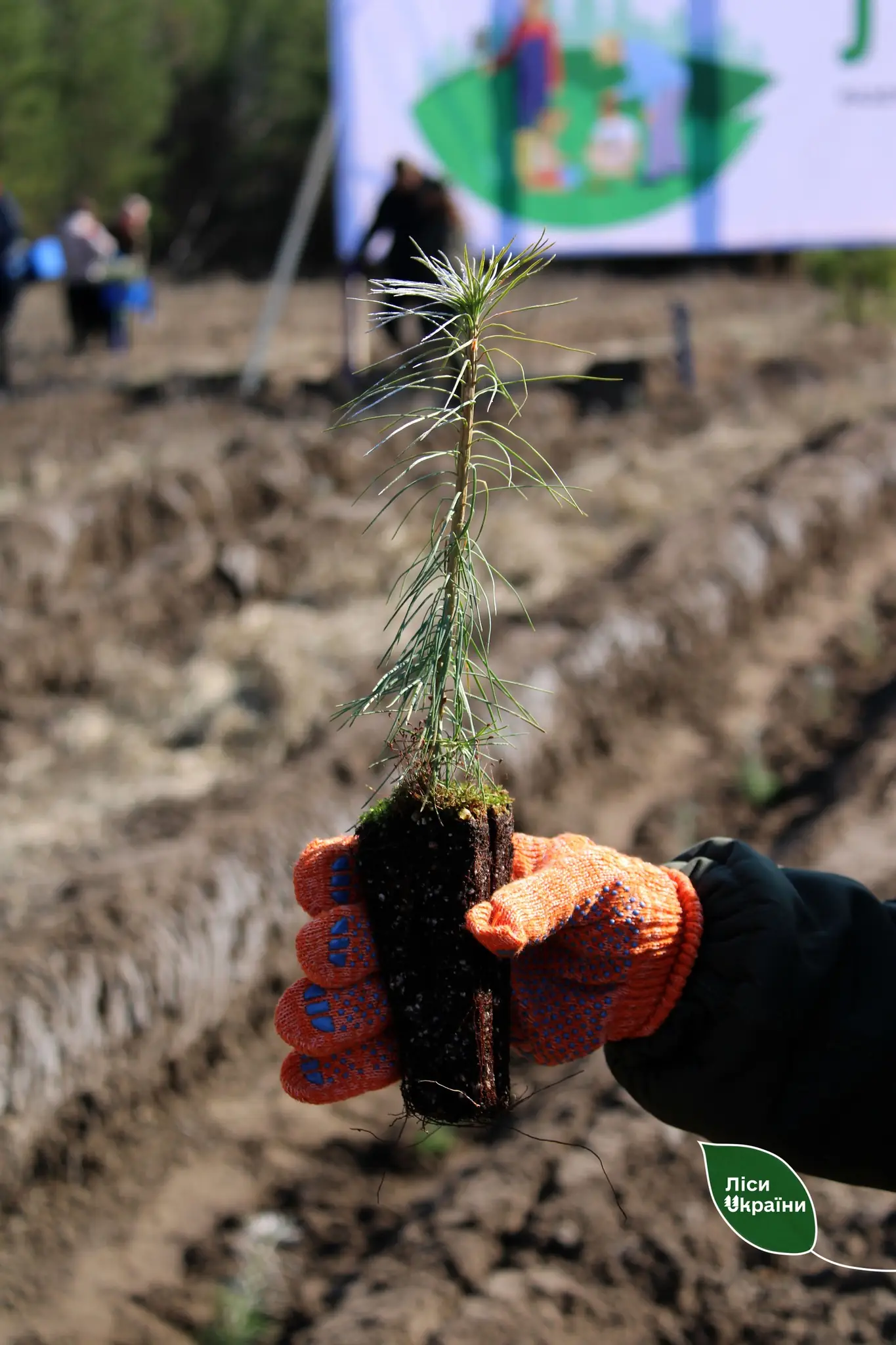 сіянець сосни в руці
