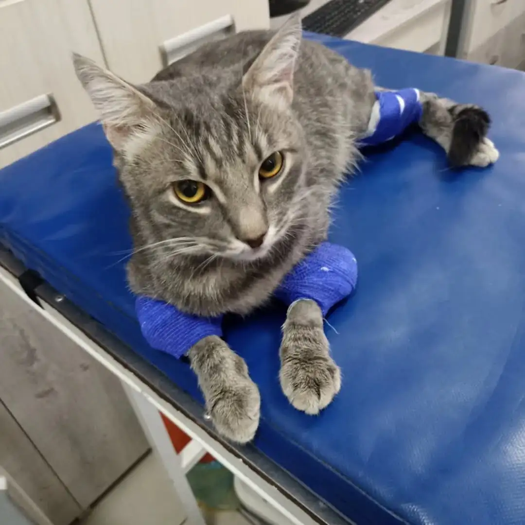 Ветеринарний кабінет Валерія Пономаренка