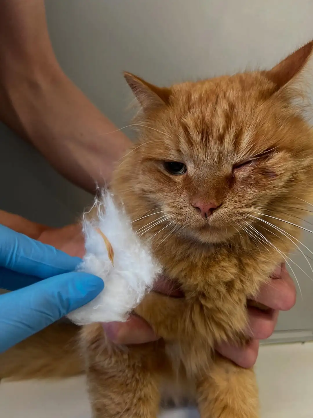 Ветлікарня "10 друзів" у Сумах