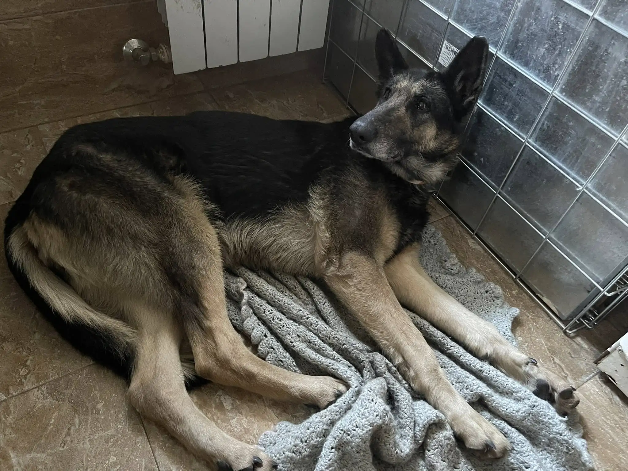 Ветеринарний кабінет "Фенріс" у Сумах