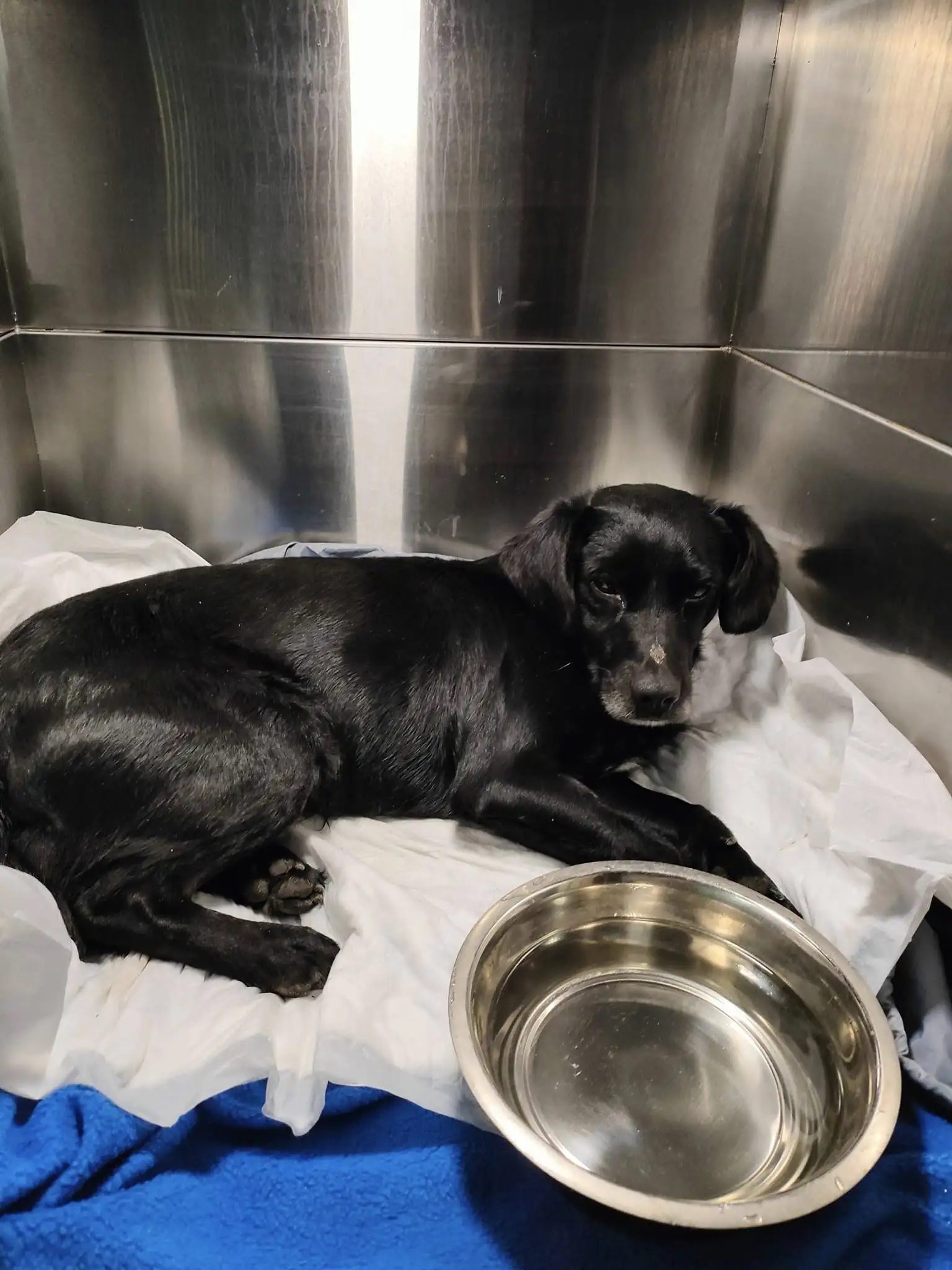 Ветеринарний кабінет "Фенріс" у Сумах