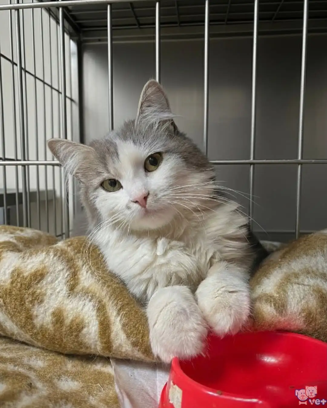 Лікарня "ВетДопомога" в Сумах