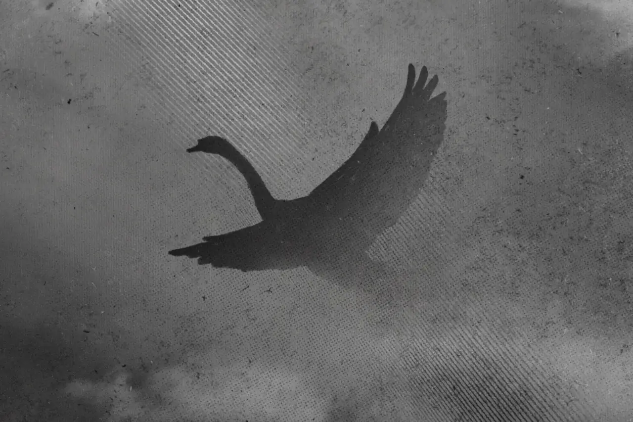 новий реліз гурту тварини