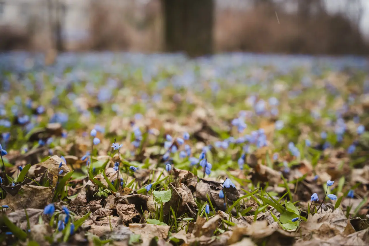 весна у Сумах
