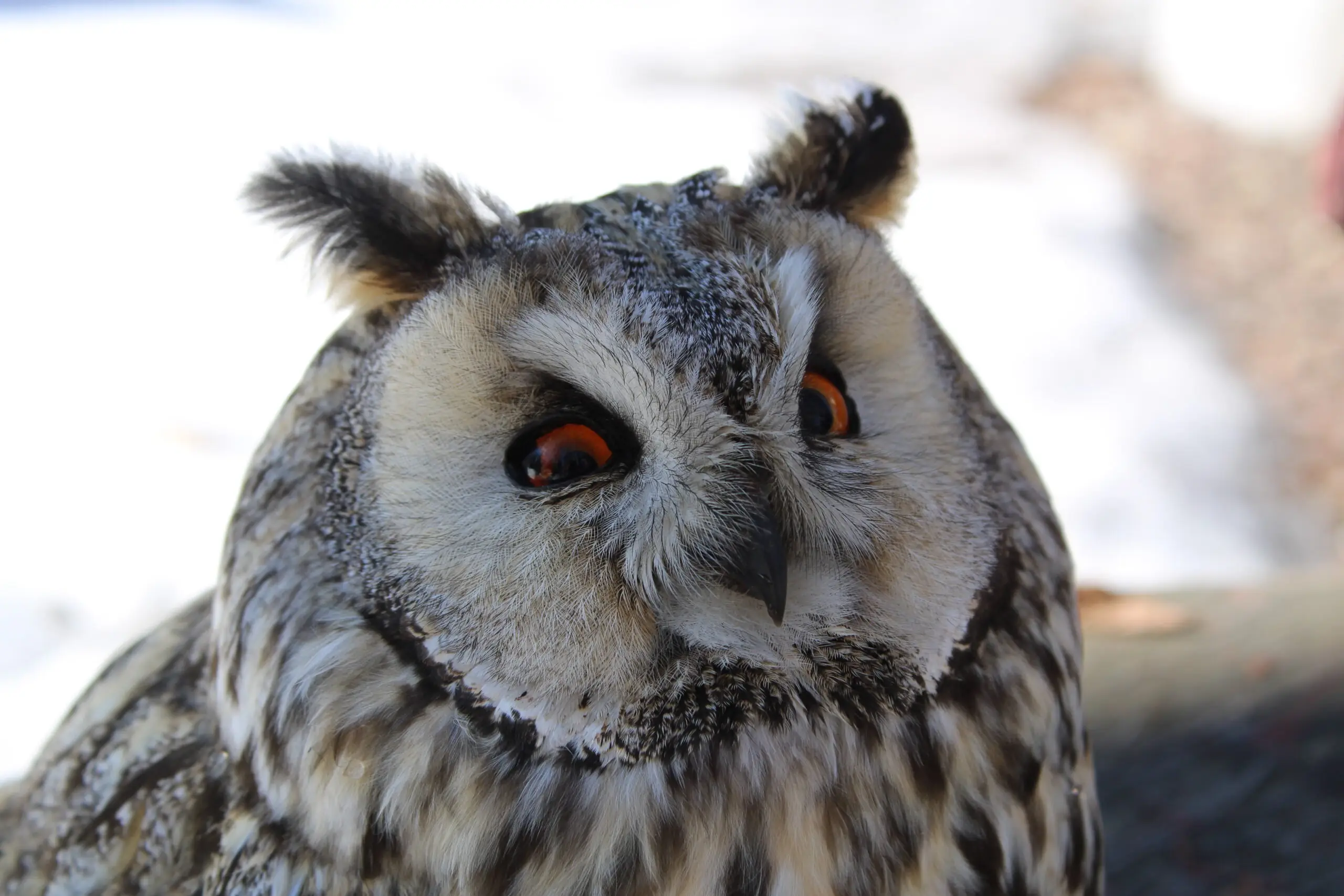 врятована вухата сова поблизу Сум