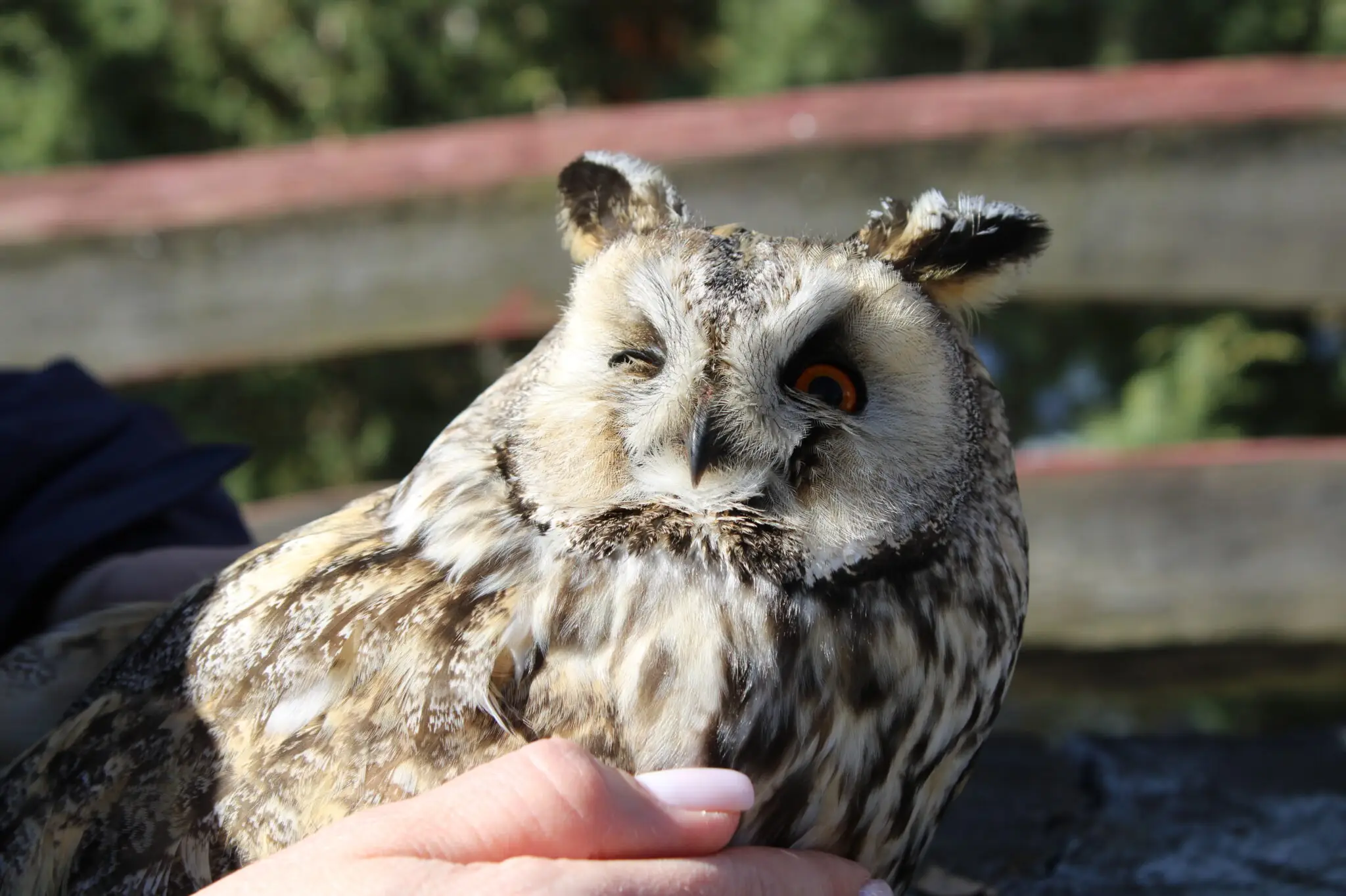 vukhata sova sydyt na rutsi u lisnychoho вухата сова сидить на руці лісничого