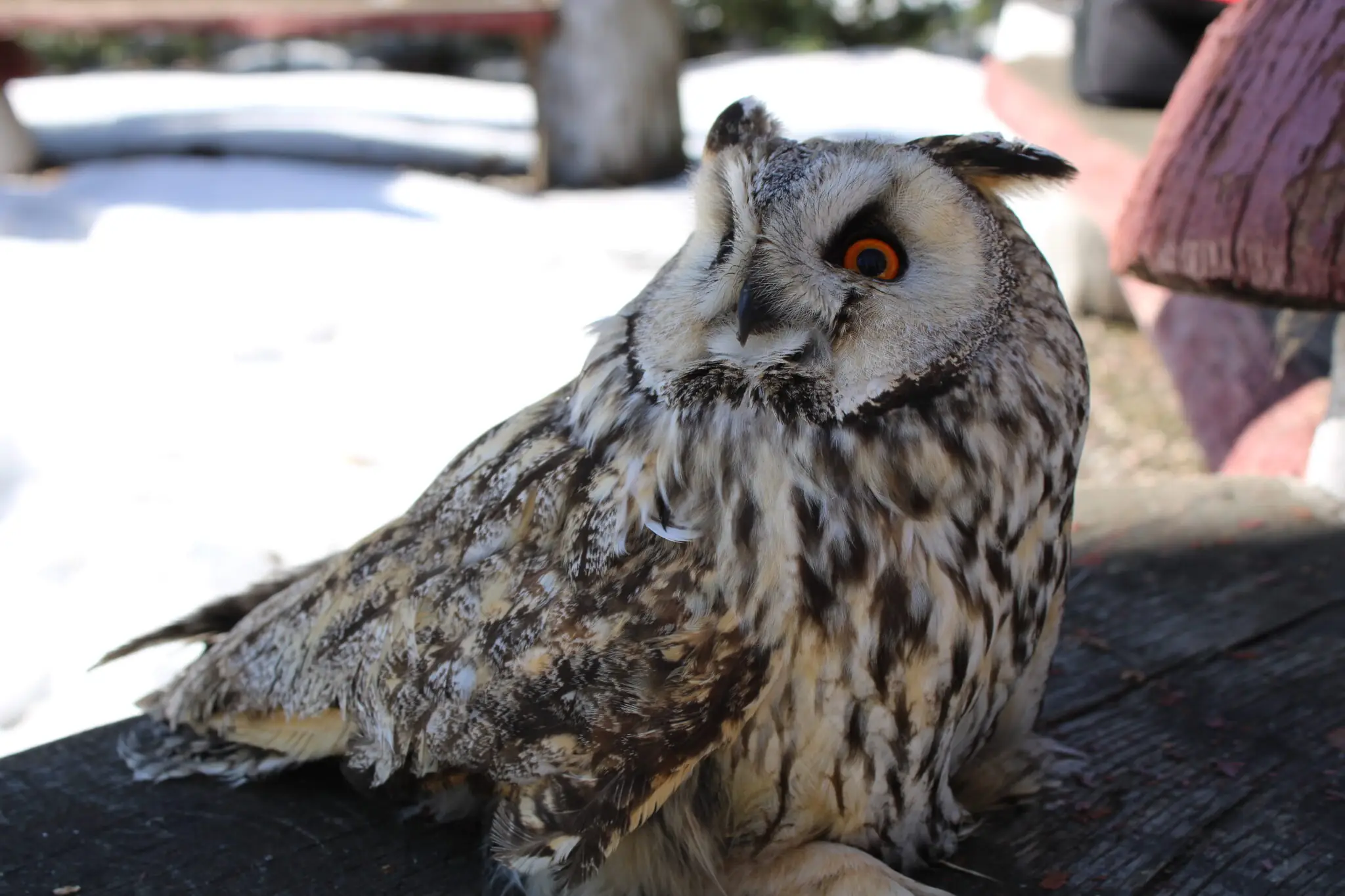 vukhatu sovu vriatuvaly bilia sum вухату сову врятували біля Сум