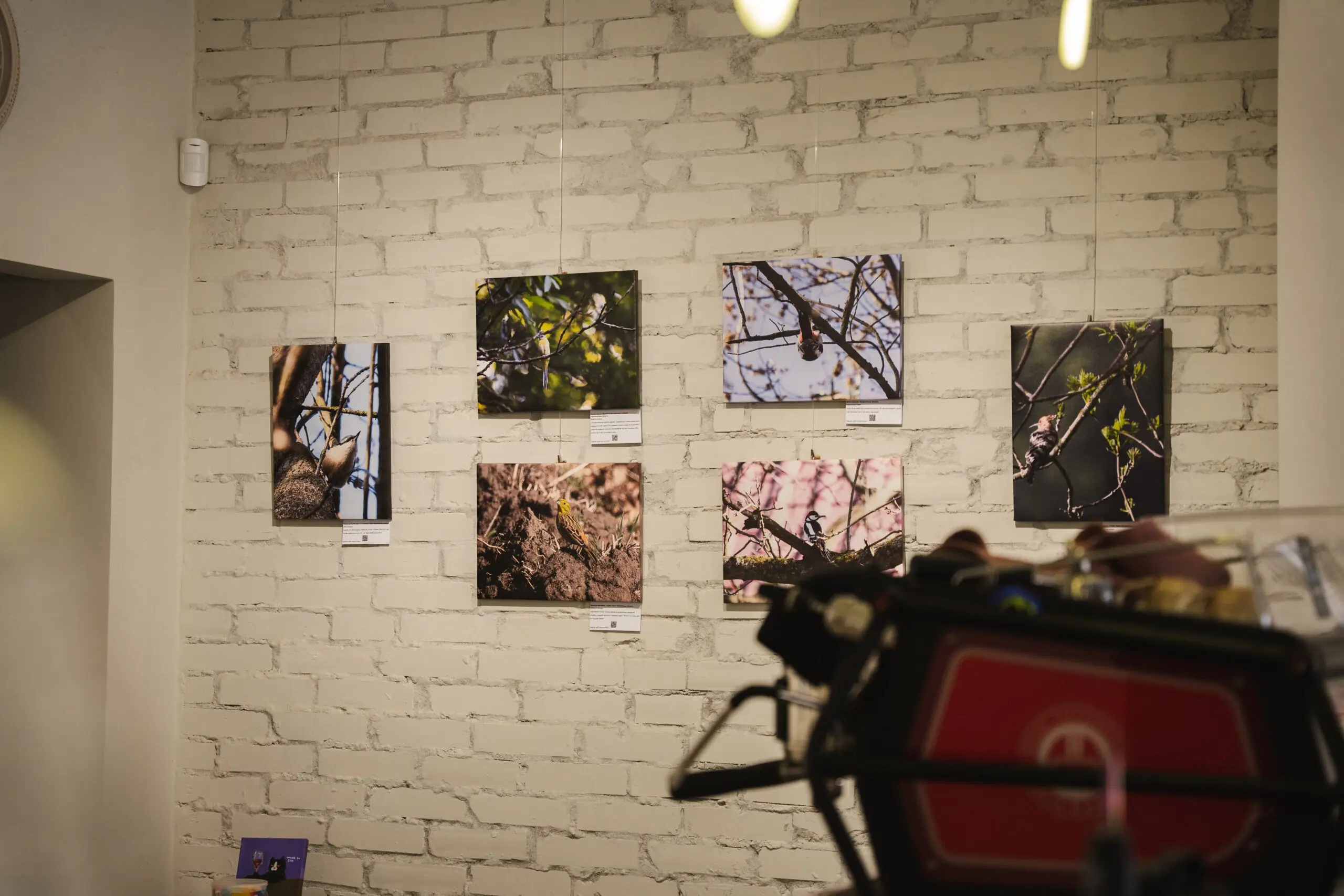 Виставка Ірини Варламової в Сумах