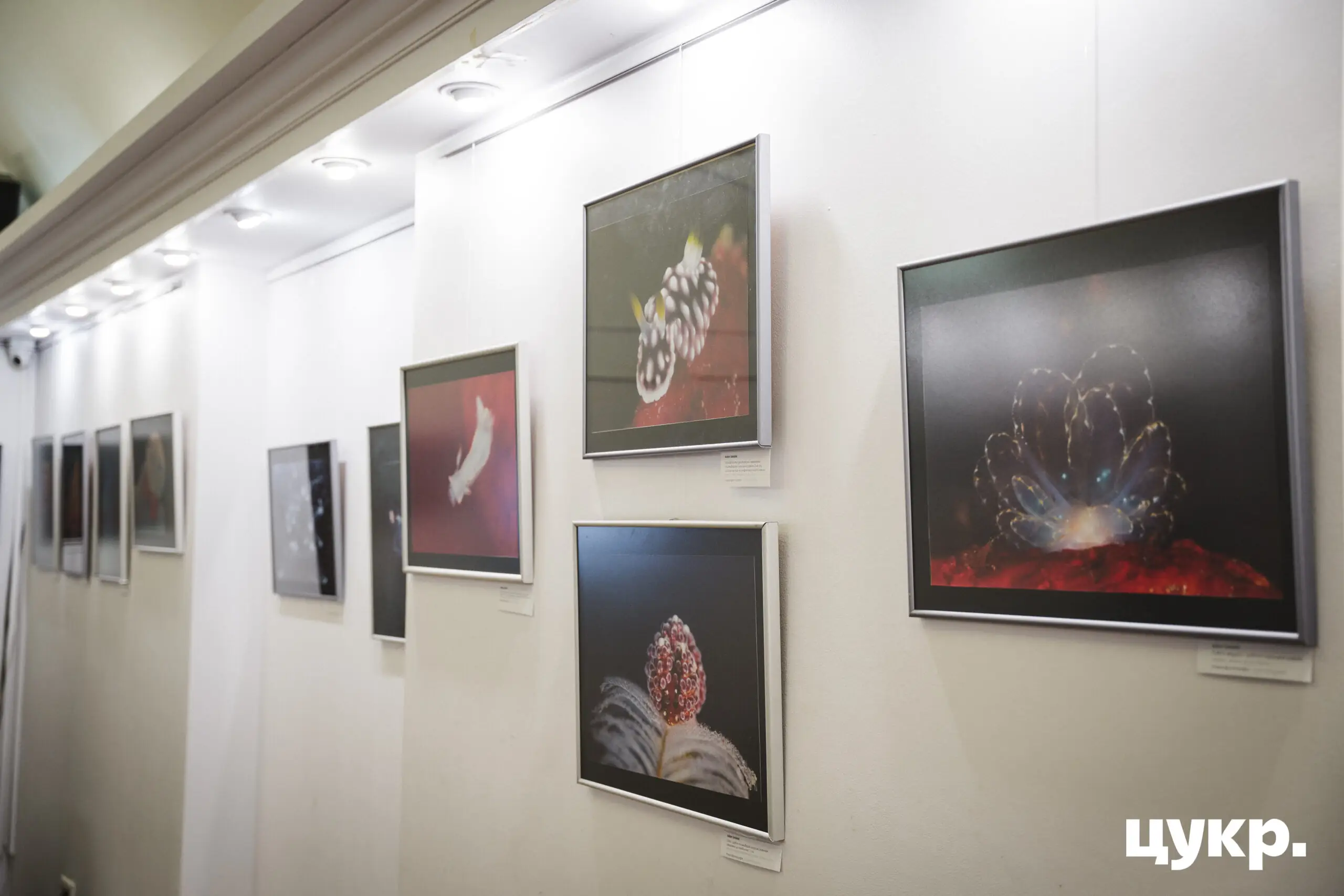 Виставка Всесвіти в Сумській міській галереї