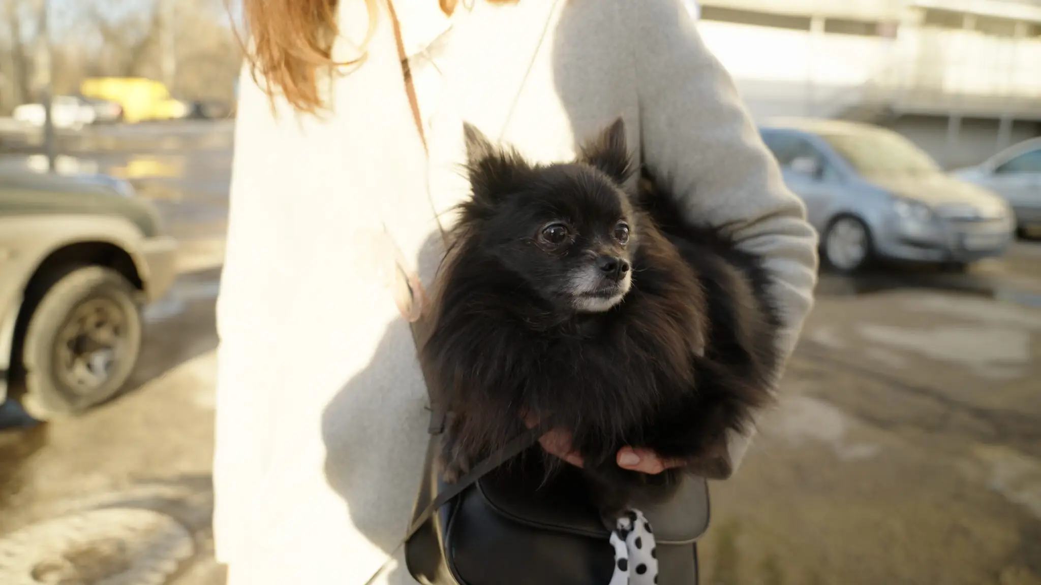 Шпіц на прогулянці