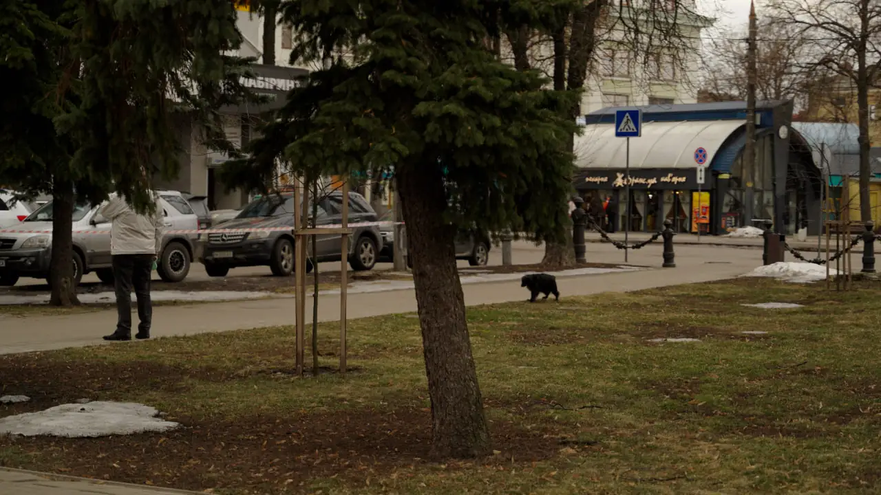 Собака у місті