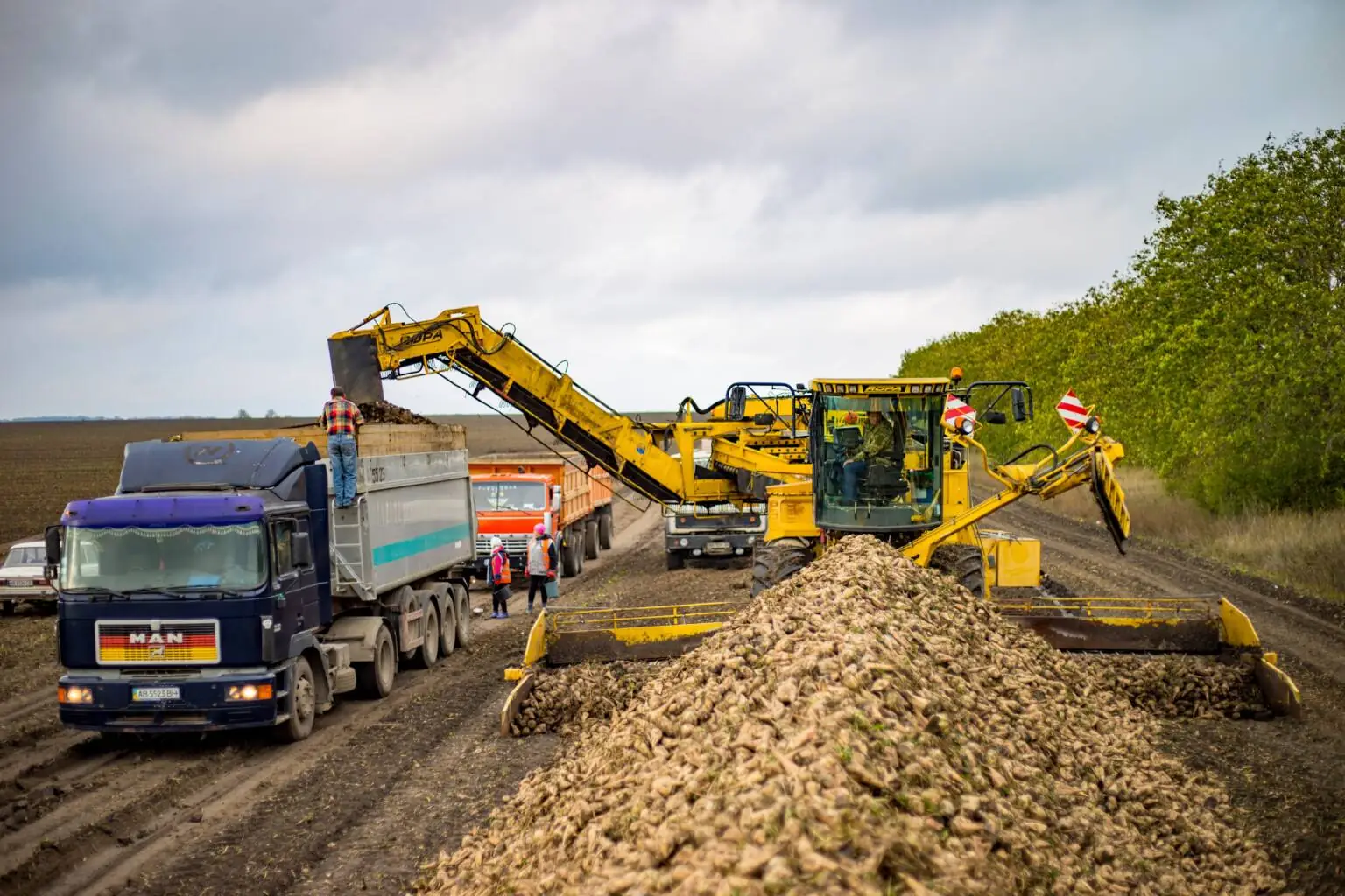 Збір цукрових буряків