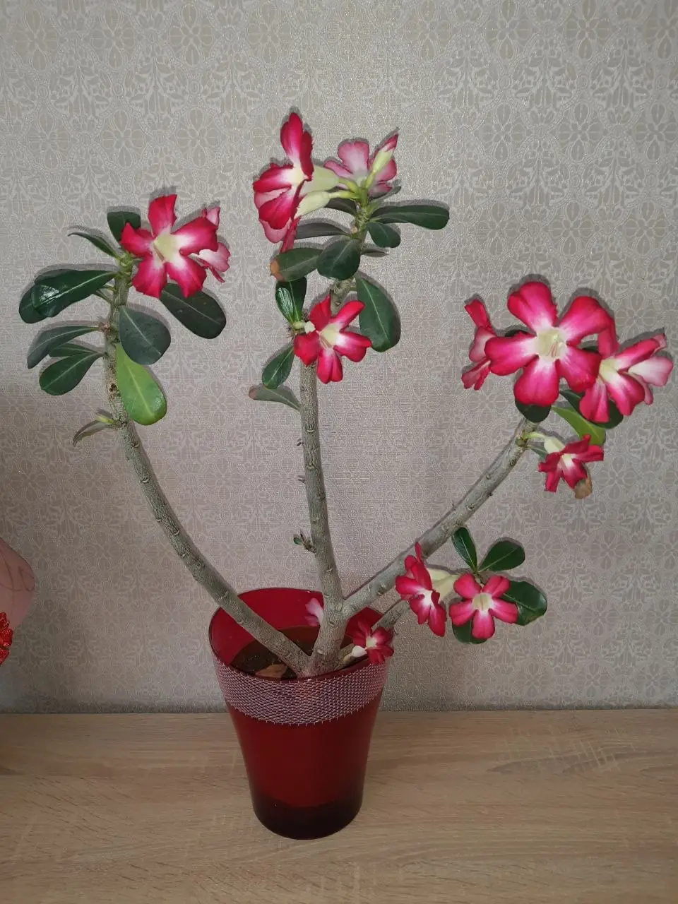 adenium