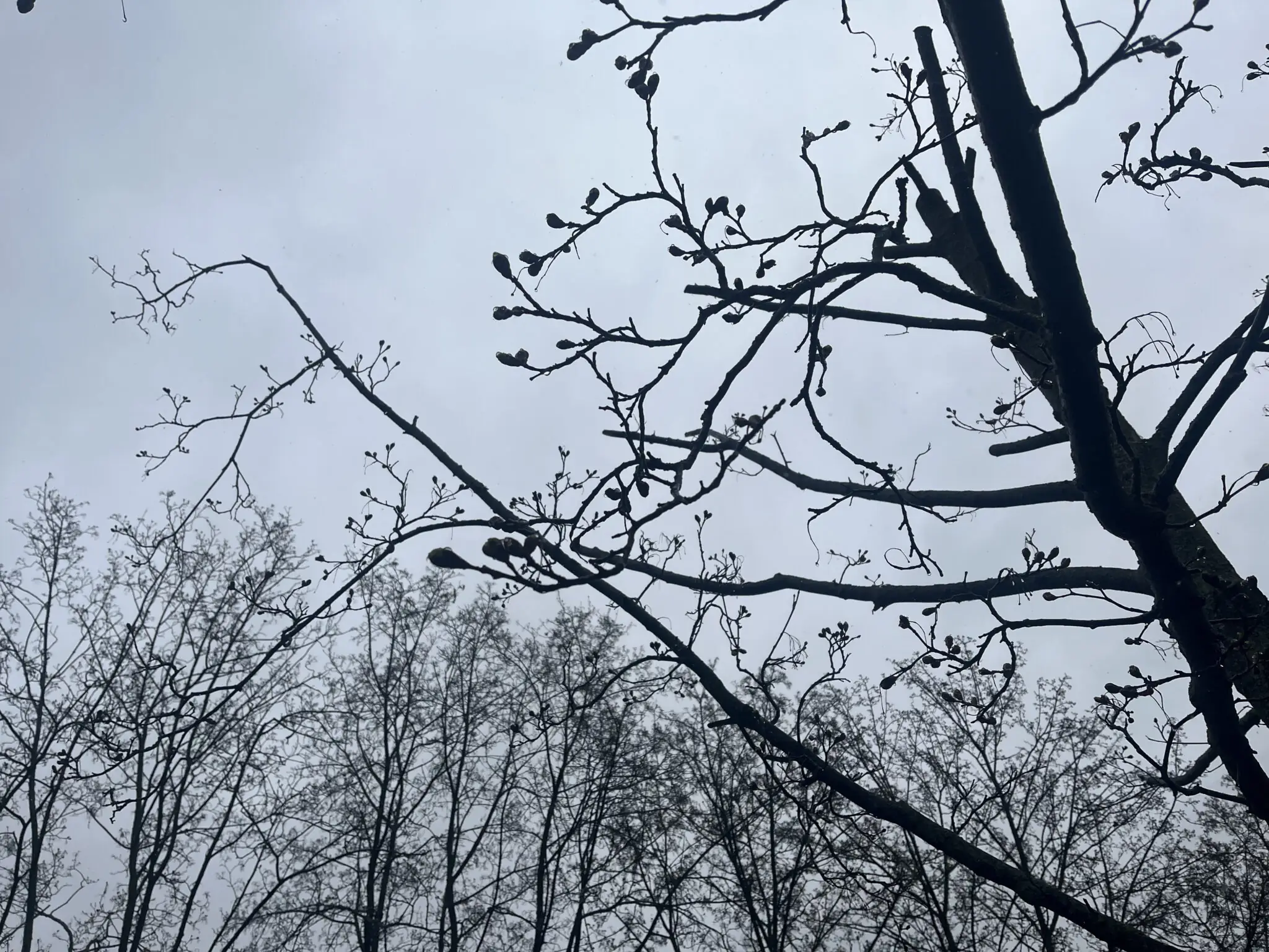 Бруньки на деревах у Сумах