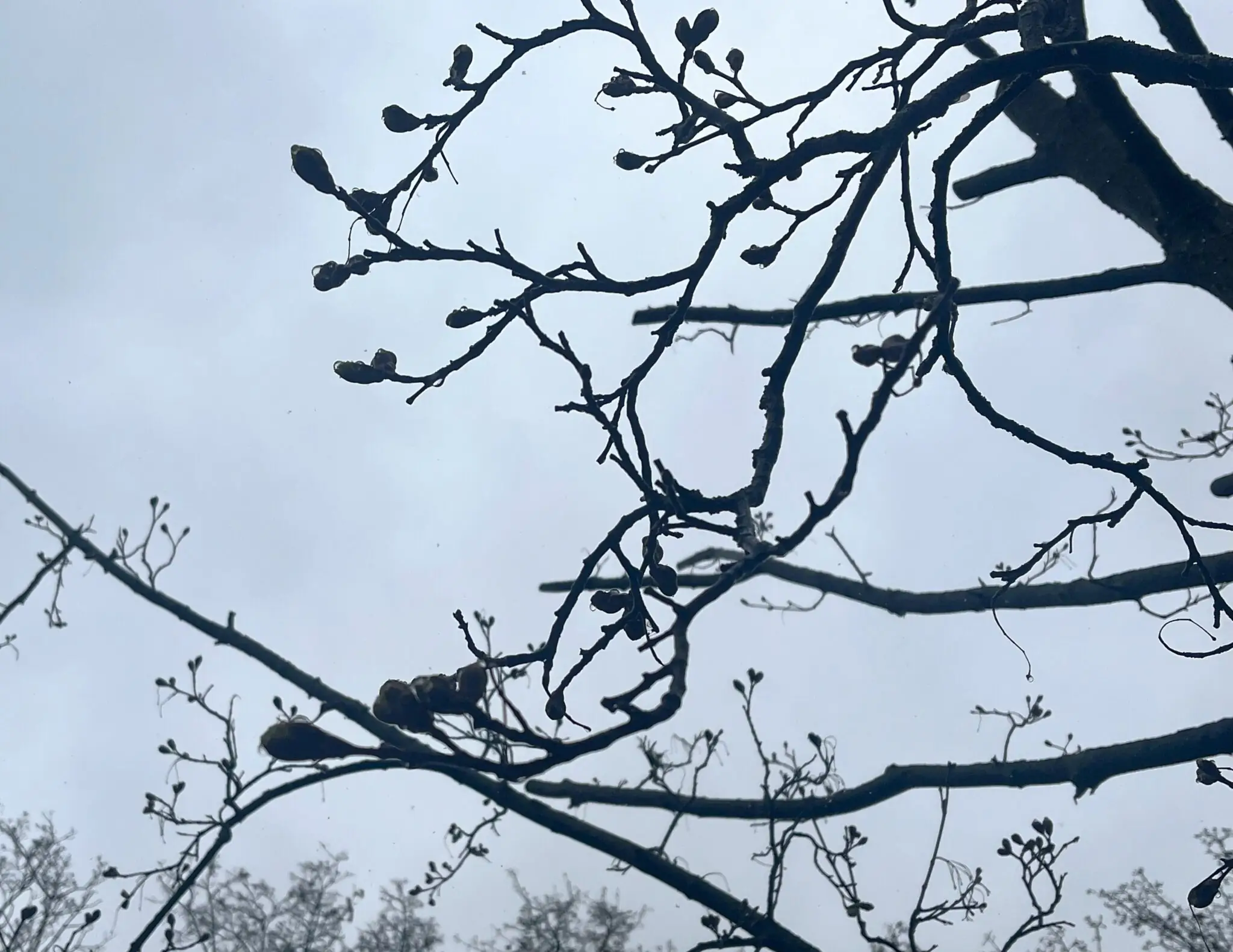 Бруньки на обрізаних деревах у Сумах