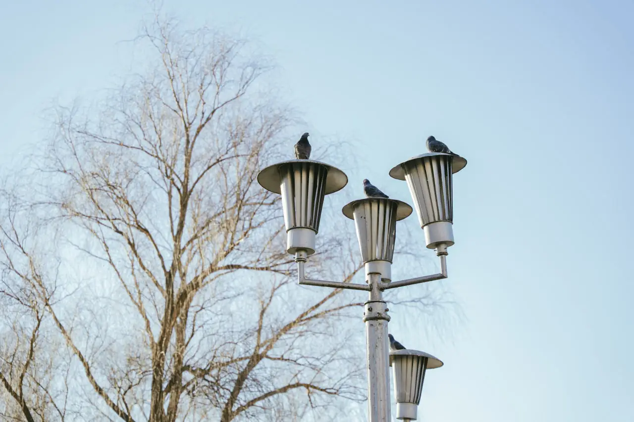 голуби в Сумах