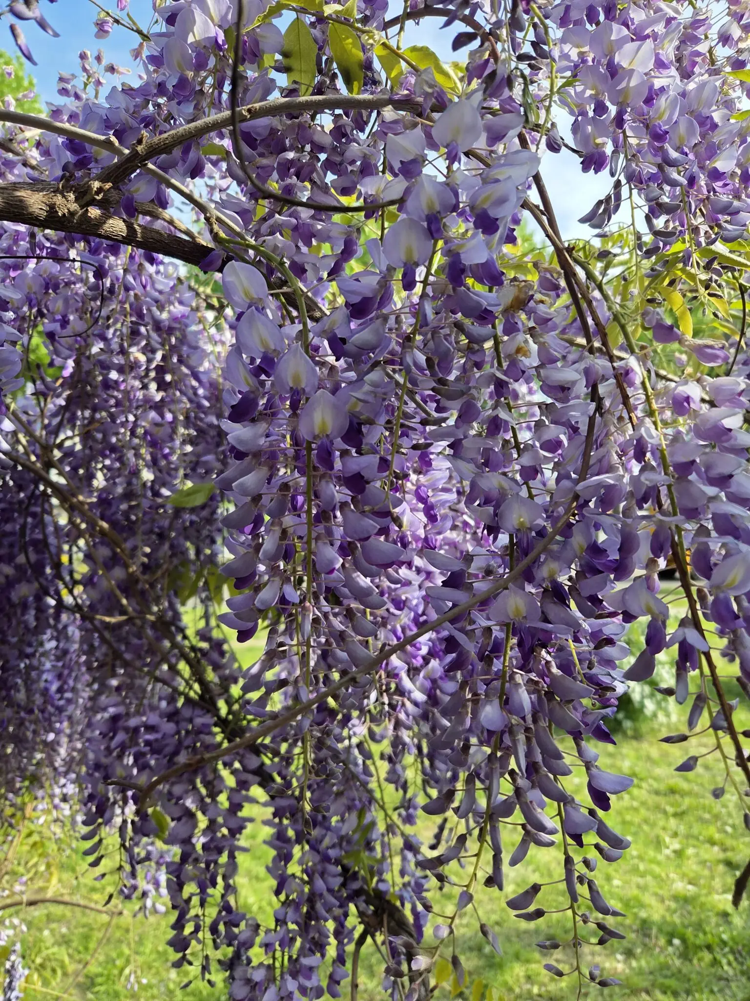 Гліцинія в СНАУ