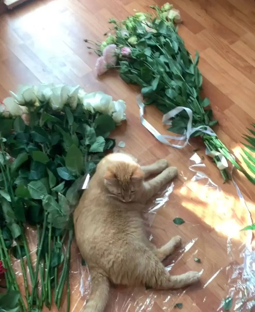 kit vasyl i orangereiia