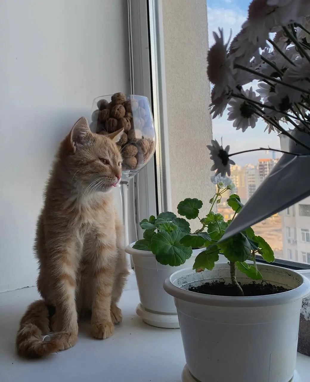 kit vasyl i roslynka