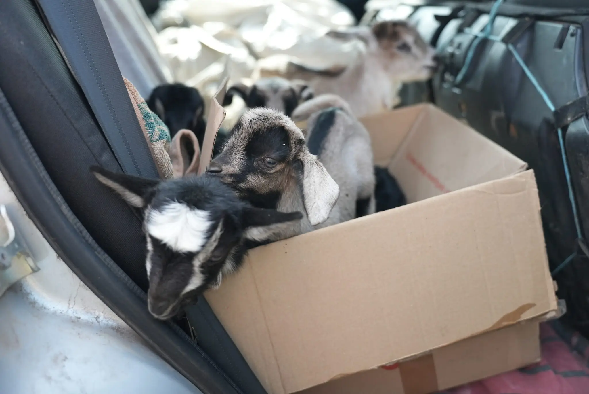 евакуація кіз з Сумщини