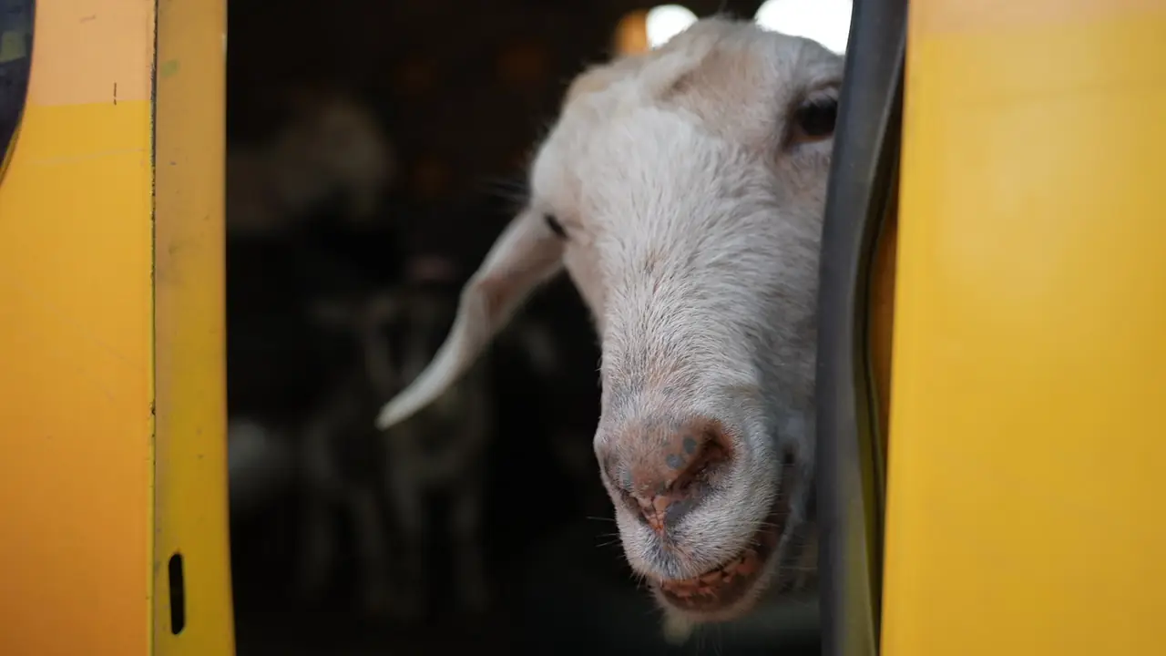 Коза в евакуації