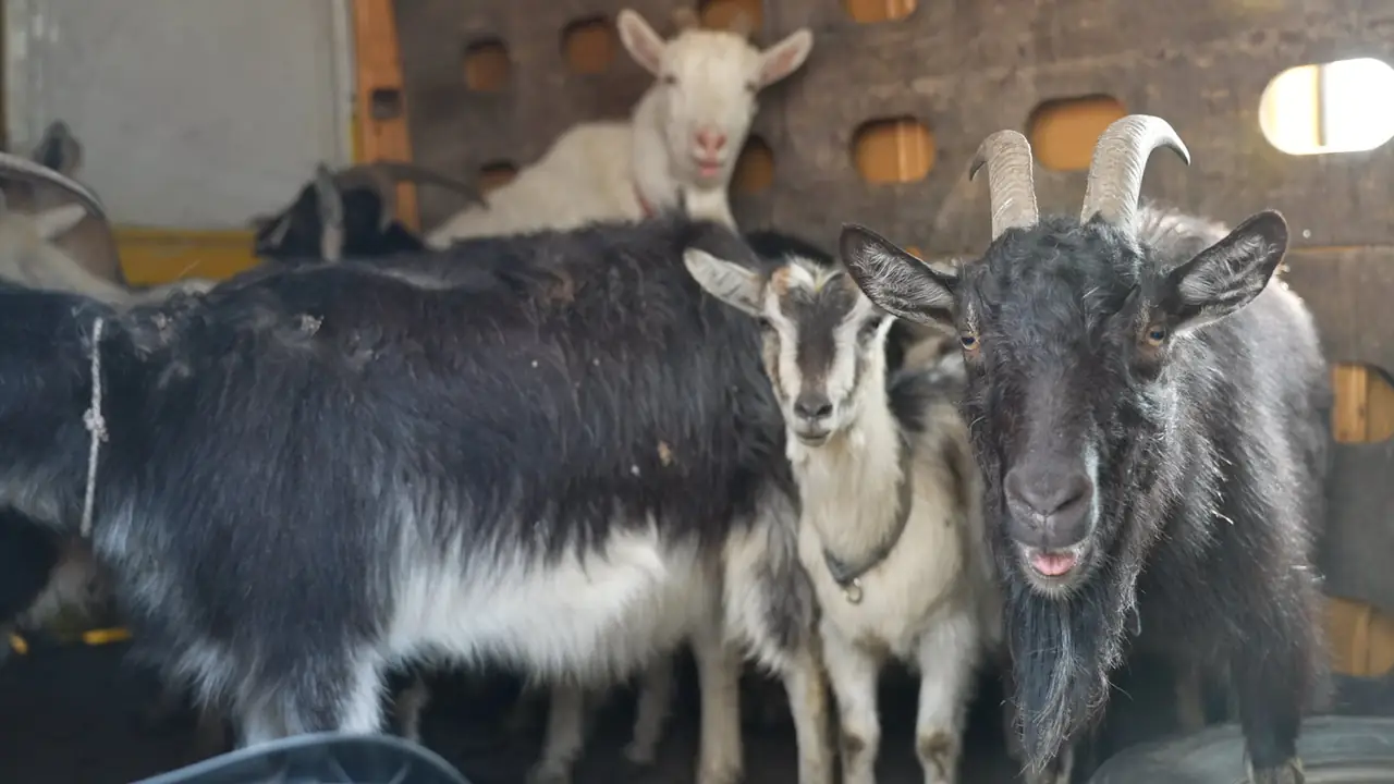 кози Сумщини