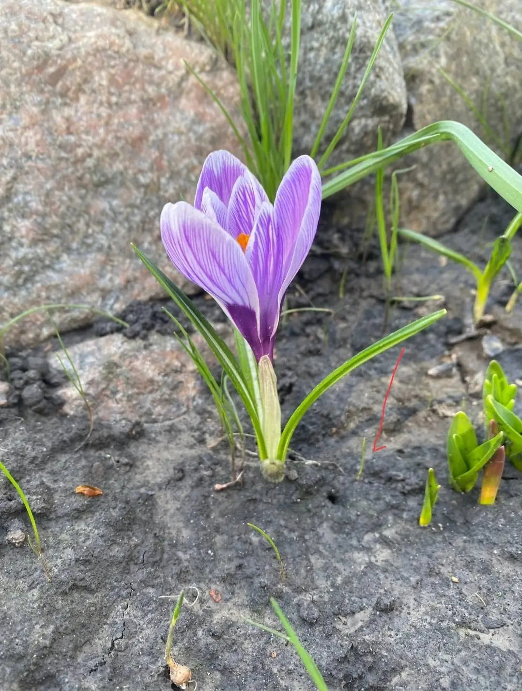 крокуси в ботанічному саду СумДПУ