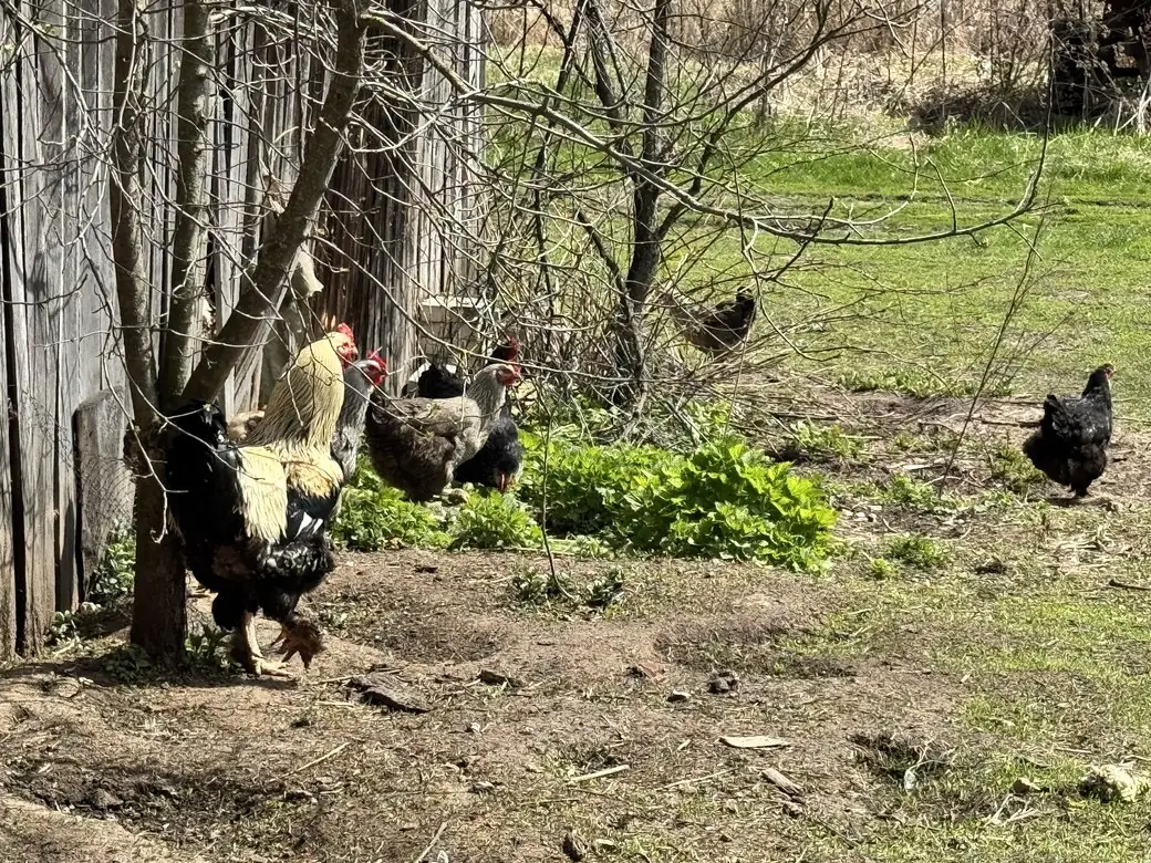кури в селі Зацарне на Сумщині