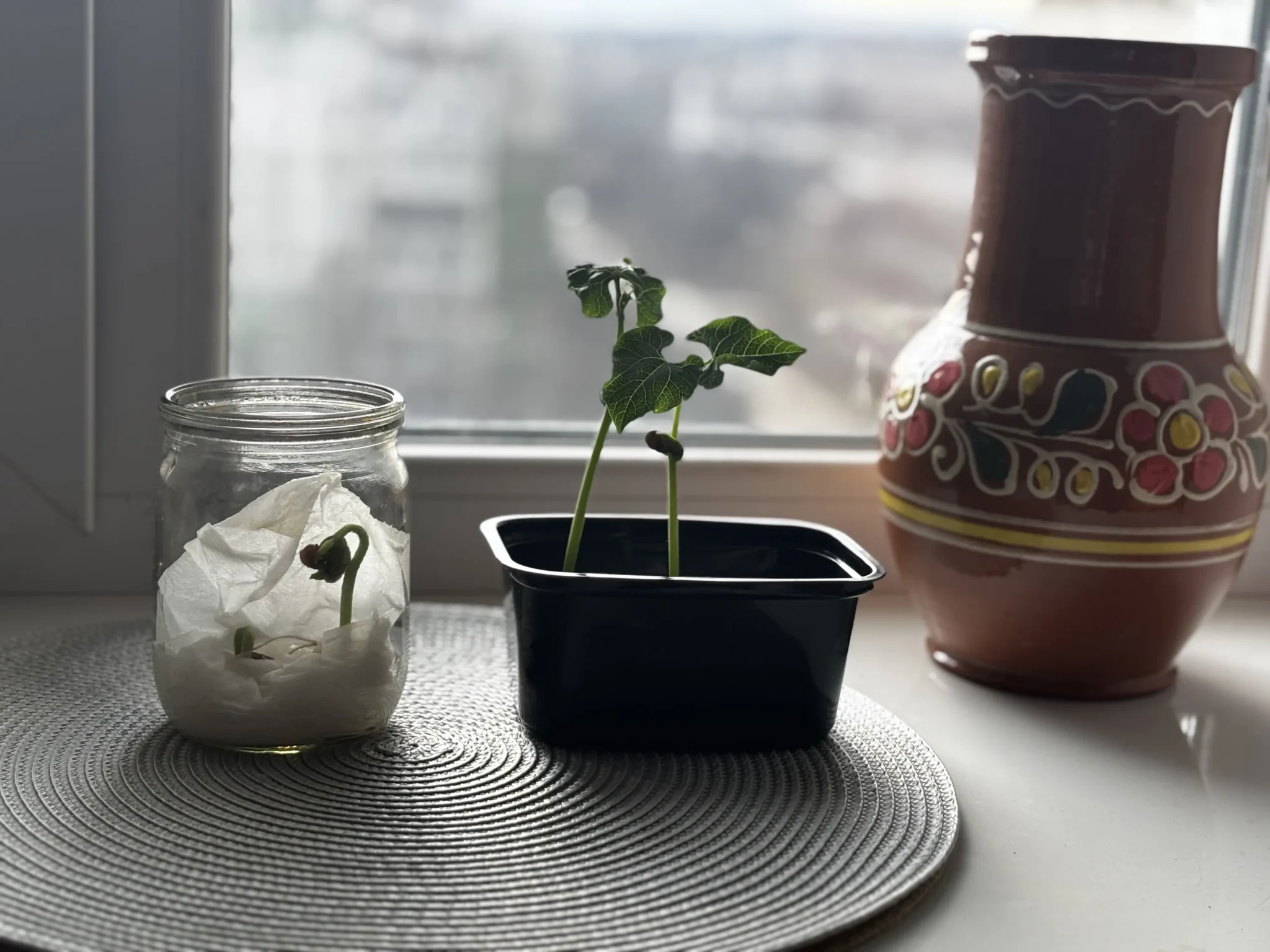 kvasolia v banochtsi