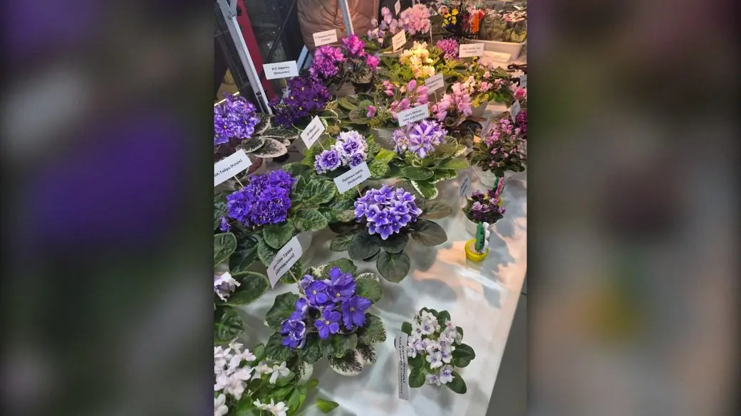 колекція квітів колекціонерки з Сум Тетяни Костенко