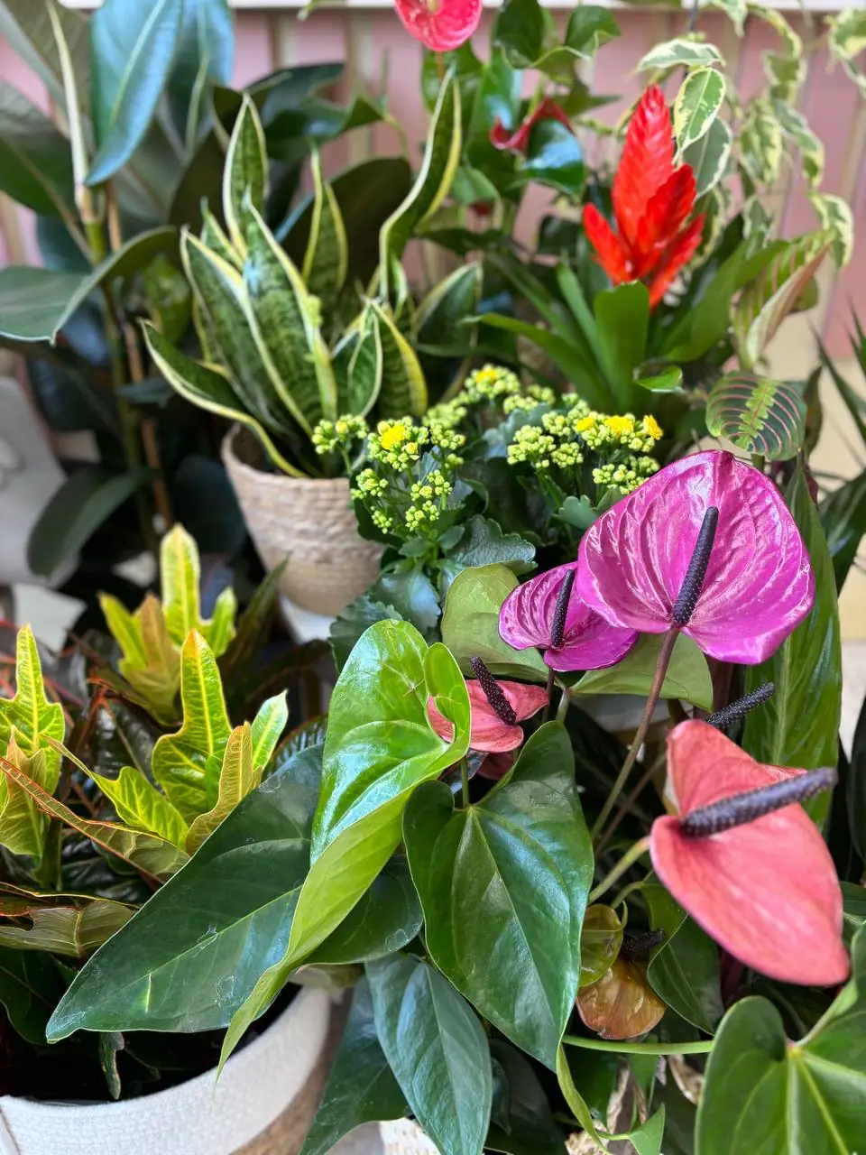 Квіти у квіткарні в Сумах