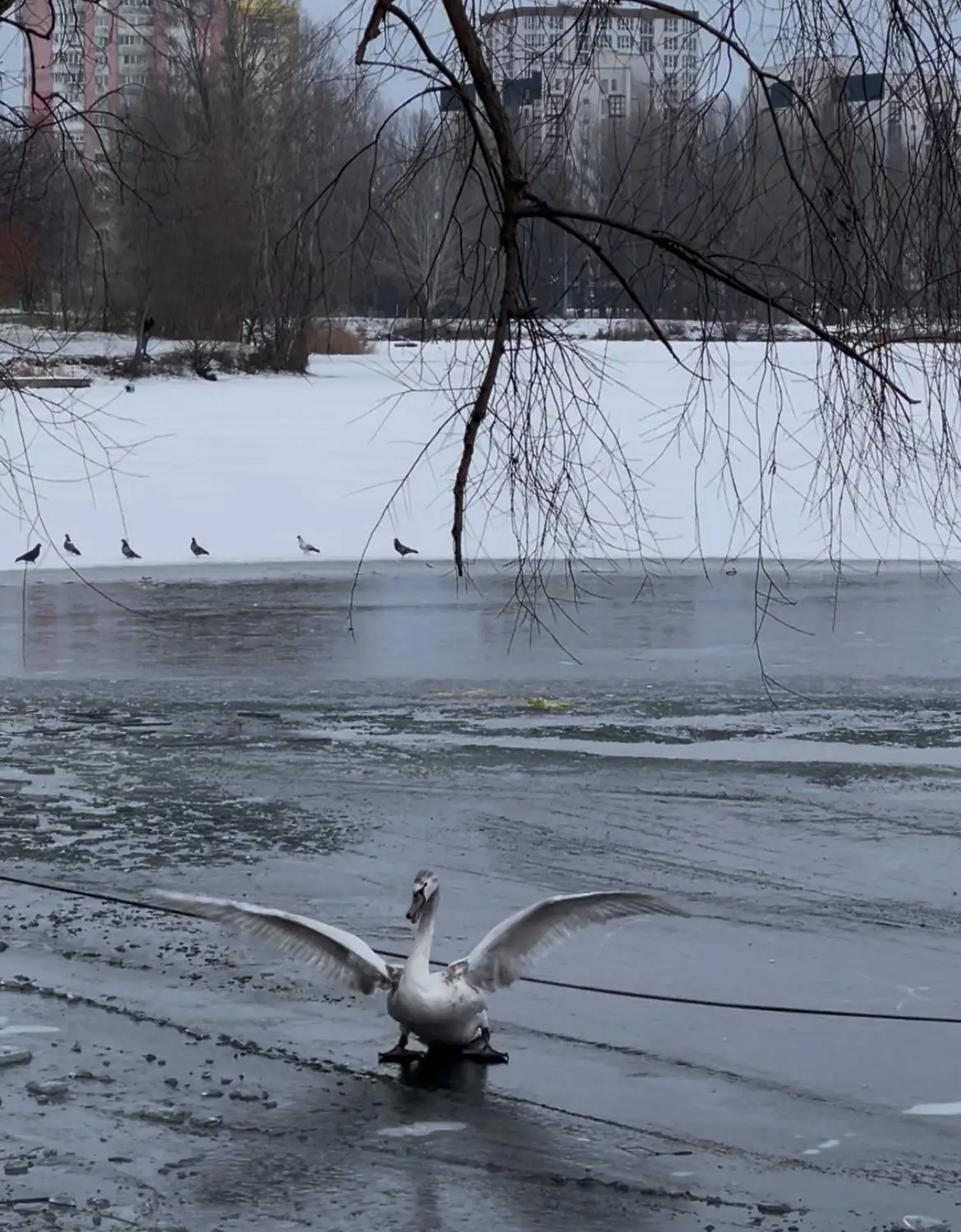 лебідь на озері Чеха в Сумах