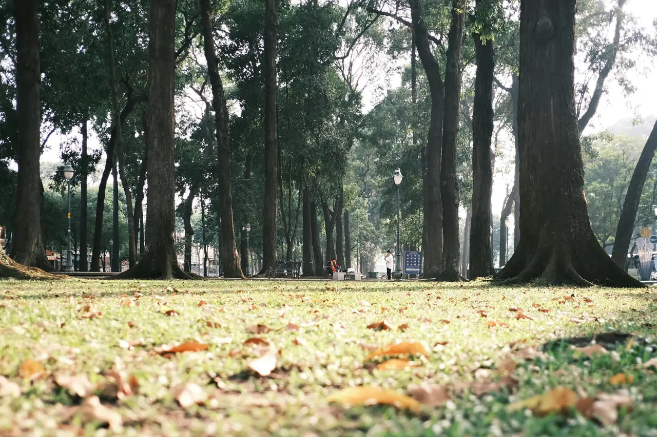 листя в Сумах