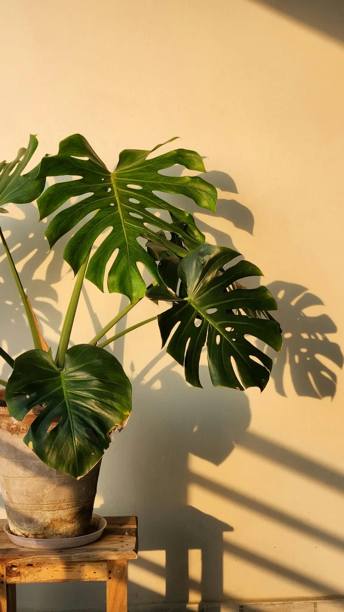 monstera
