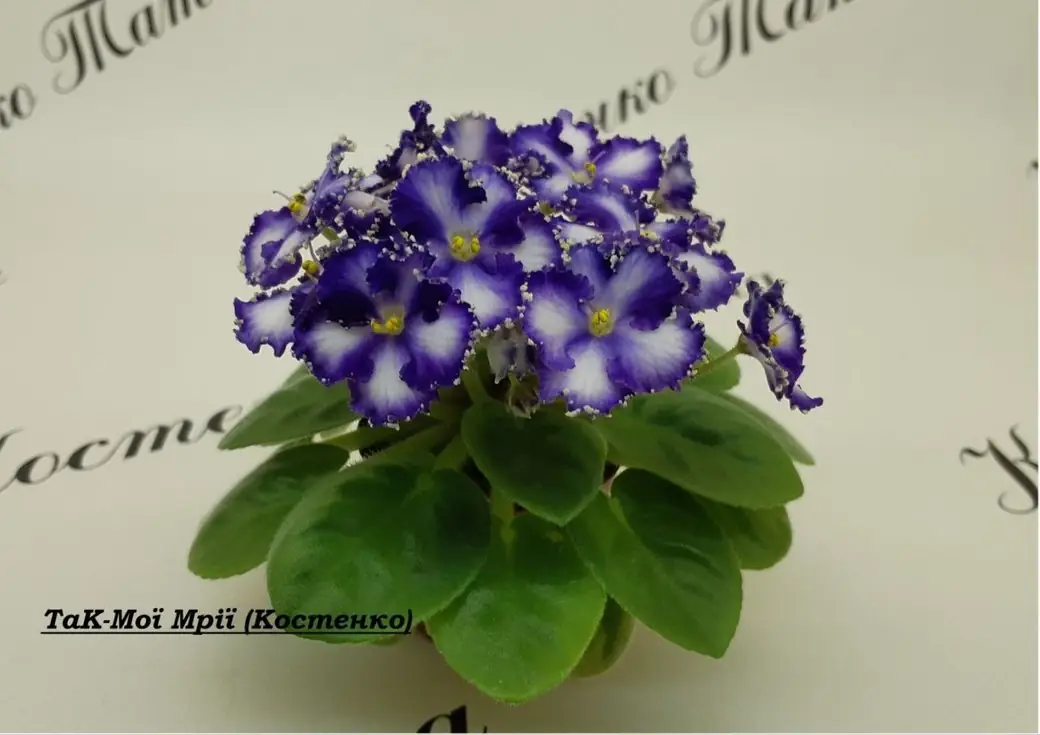 новий сорт фіалок, який вивела сум'янка